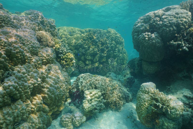 Massive stony corals underwater Pacific ocean