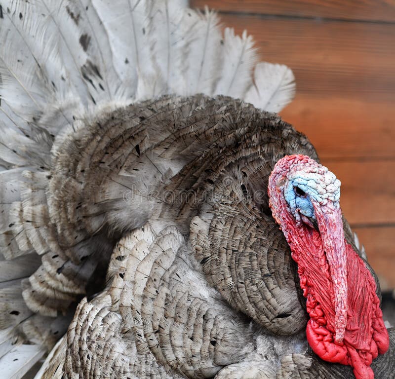 Massachusetts thanksgiving football scores 2024