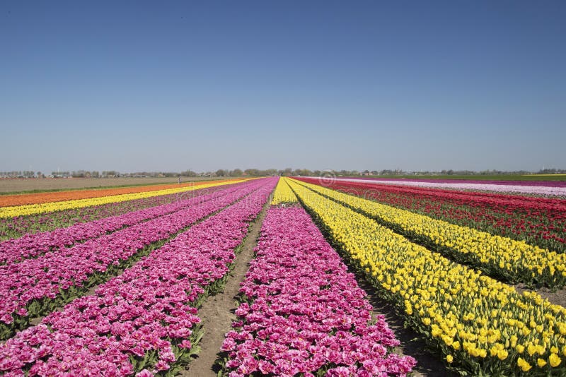 Massor av enkla rosa och gula kulöra tulpanblommor i ett holländskt landskap arkivfoto Massor av enkla rosa och gula kulöra tulpanblommor i ett holländskt landskap arkivfoto