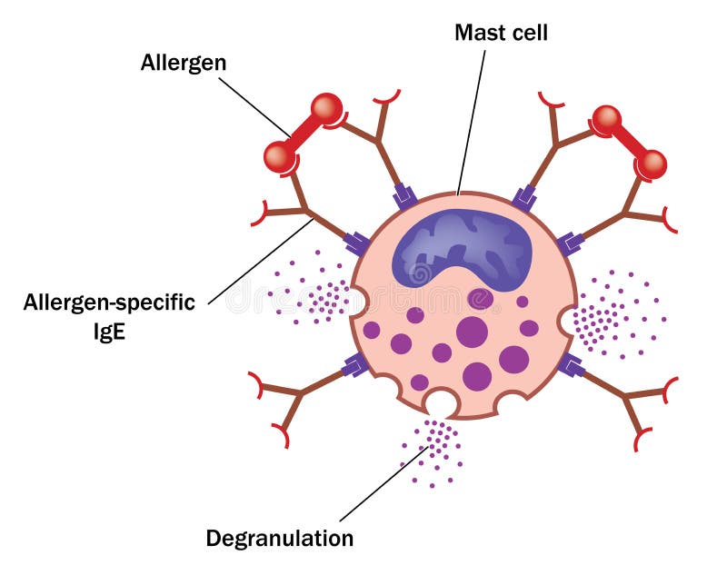 Mast cell and allergen