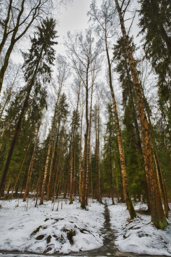 Mast los pinos y los altos abedules en el invierno melancólico, parque nevado, proceso del arte fotografía de archivo Mast los pinos y los altos abedules en el invierno melancólico, parque nevado, proceso del arte fotografía de archivo