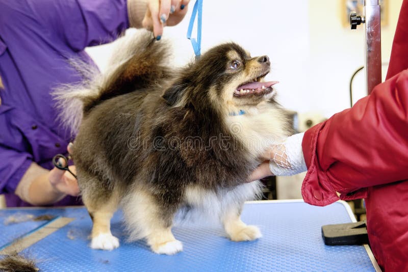 The Master of Animal Grooming Cuts a Dog of the Pomeranian Breed Stock