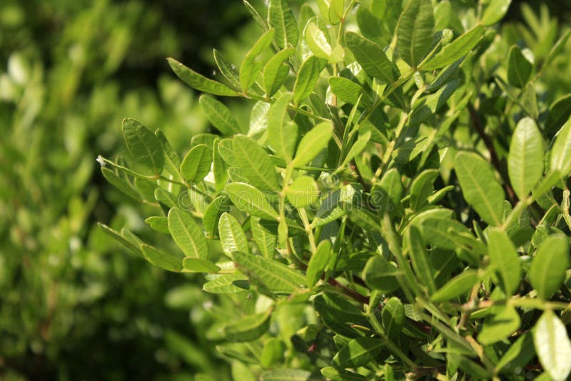 Mastic Tree, Pistachio Lentiscus on the Sea Side. Stock Image Image
