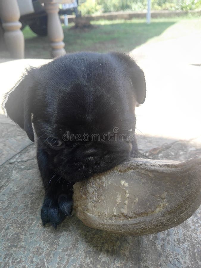 Masticazione dell'oggetto più grande fotografia stock libera da diritti Masticazione dell'oggetto più grande fotografia stock libera da diritti