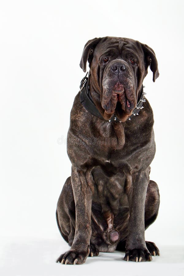 Mastiff fotos de stock royalty free Mastiff fotos de stock royalty free