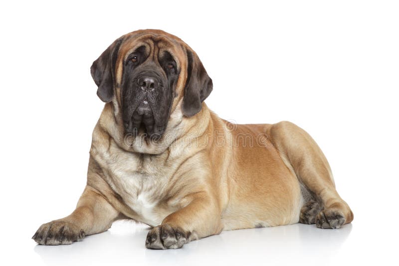 Mastiff anglais sur le fond blanc photo libre de droits Mastiff anglais sur le fond blanc photo libre de droits