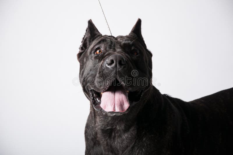 Mastiff noir d'isolement sur le blanc photo stock Mastiff noir d'isolement sur le blanc photo stock