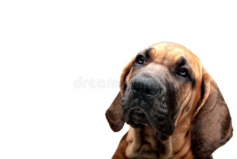 245 Brasileiro Puppy Free & Royalty-Free Stock Photos from Dreamstime