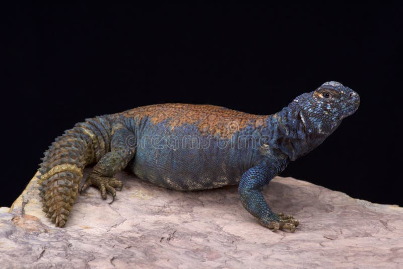 Uromastyx ornata philbyi,the Arabian blue mastigure is a beautiful colorful, herbivorous, lizard species found in Saudi Arabia and Yemen. Uromastyx ornata philbyi,the Arabian blue mastigure is a beautiful colorful, herbivorous, lizard species found in Saudi Arabia and Yemen.