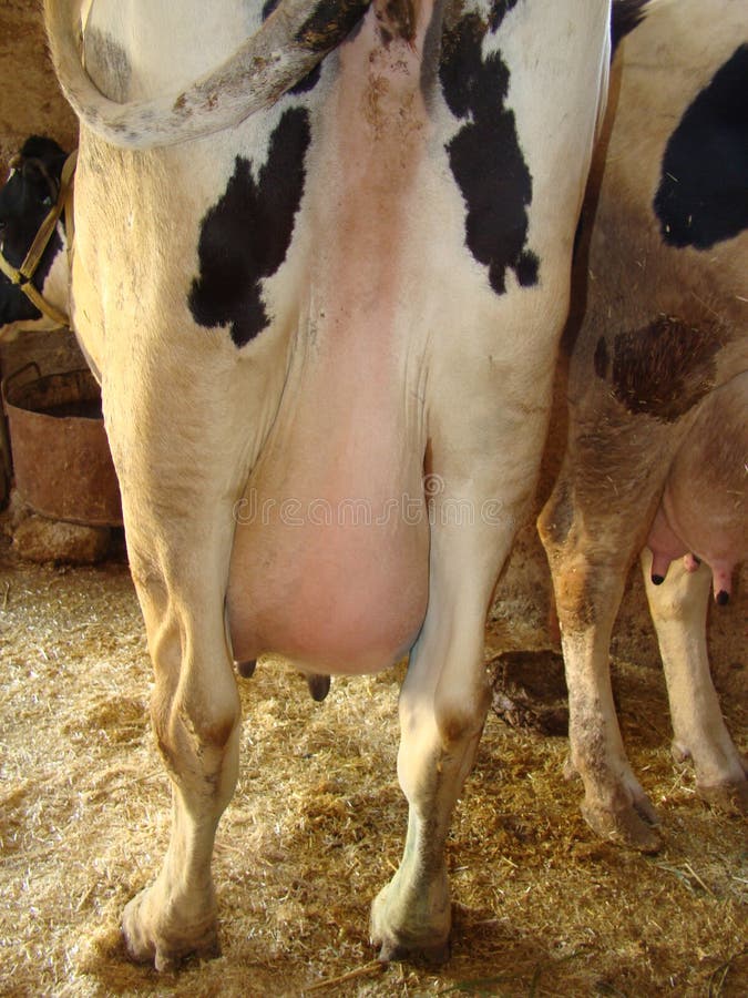 Mastitis - inflammation of the breast; abscess formation Udder of the cow A view from the back, animal diseases surgery veterinari