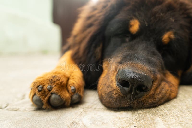Mastín tibetano del perrito que descansa después de un paseo fastidioso Retrato retro imágenes de archivo libres de regalías Mastín tibetano del perrito que descansa después de un paseo fastidioso Retrato retro imágenes de archivo libres de regalías