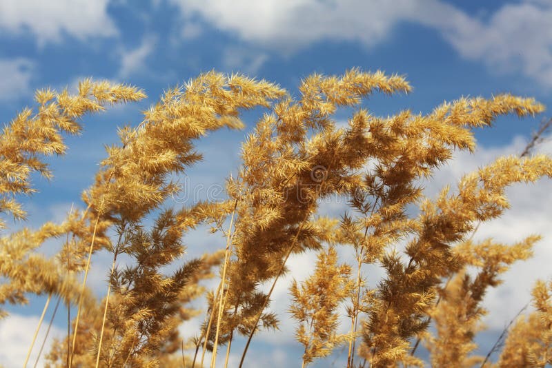 Matgrass stock image. Image of straw, matgrass, daytime 36153759