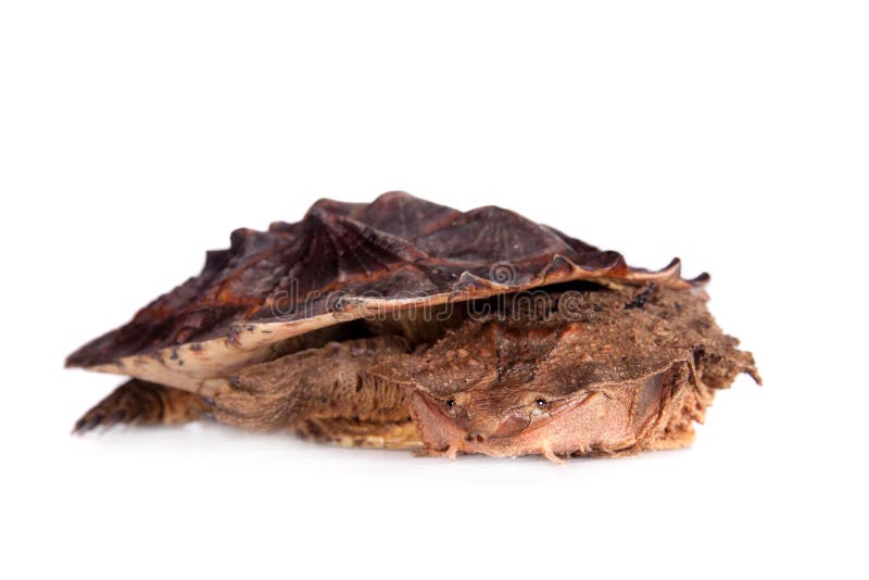 Mata mata, fimbriata de Chelus, no branco imagem de stock Mata mata, fimbriata de Chelus, no branco imagem de stock
