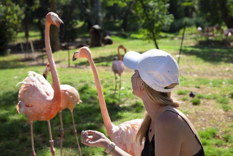 Matande grupp för härlig blond flicka av flamingo vid händerna på arkivbild Matande grupp för härlig blond flicka av flamingo vid händerna på arkivbild