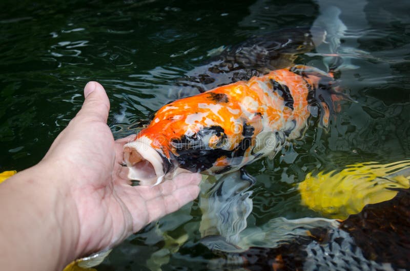 Feeding koi carp by hand. Feeding koi carp by hand