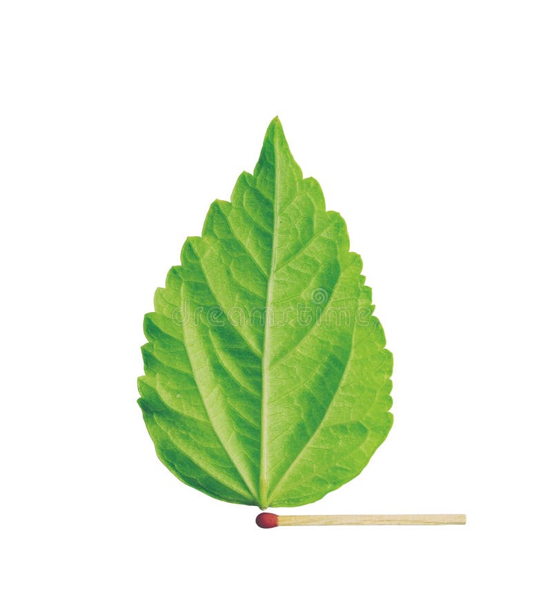 Match with green leaf stock photo. Image of background 51175386