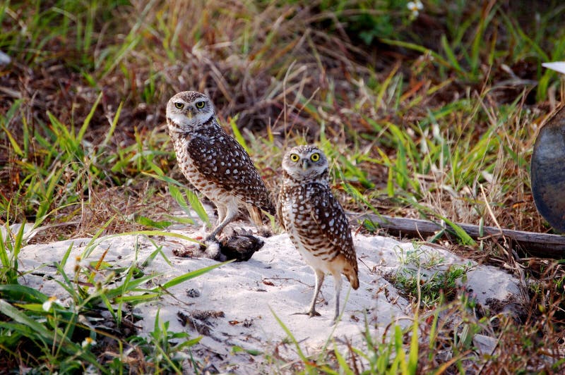 Mated Pair Burrowing Owls