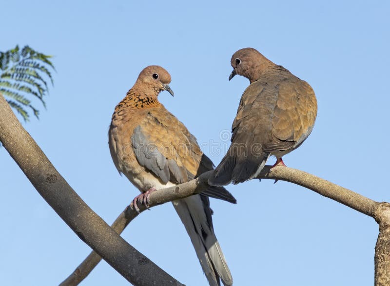 Mated Pair of Laughing Doves Spilopelia Senegalensis Perched on a Tree Branch stock image