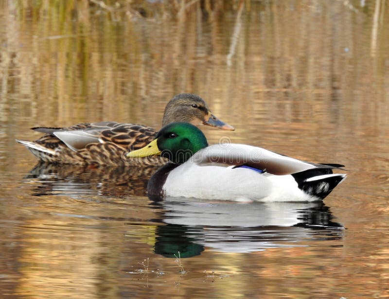 A Mated Pair