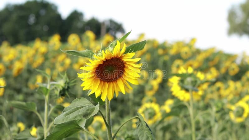 Material de archivo de cierre del campo de girasoles