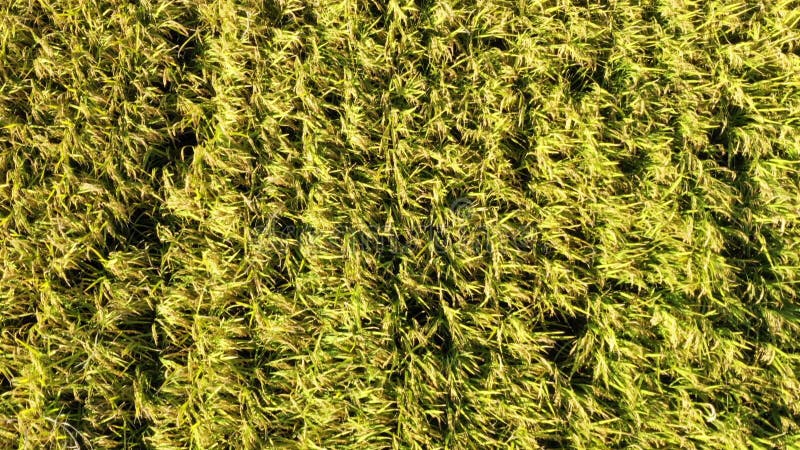 Material de cierre aéreo del crecimiento del campo de arroz iluminado por la luz del sol en otoño almacen de video