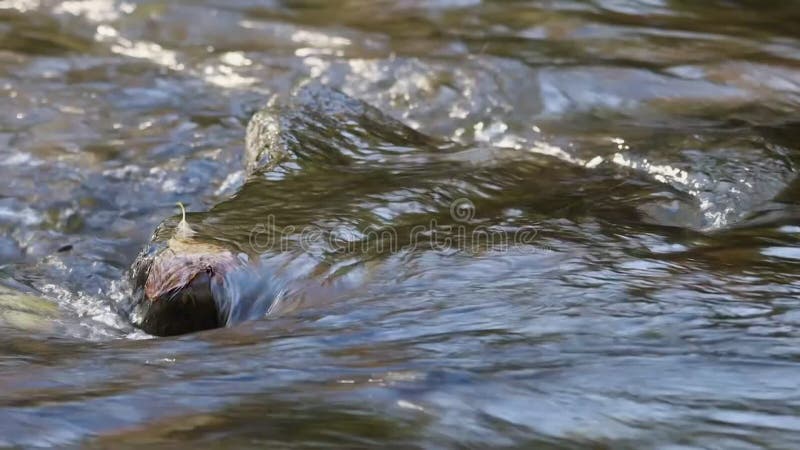 Material de cierre del arroyo de agua natural con una roca en el medio almacen de metraje de vídeo