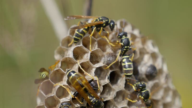 Material de cierre de las abejas en el peine de miel contra fondo claro almacen de video