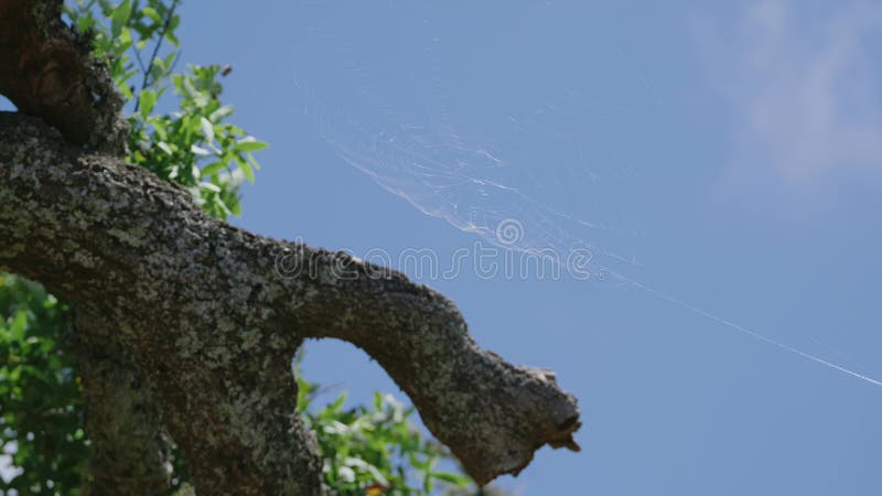 Material de cierre de una telaraña soplando en el viento cerca de un viejo tronco de árbol almacen de metraje de vídeo