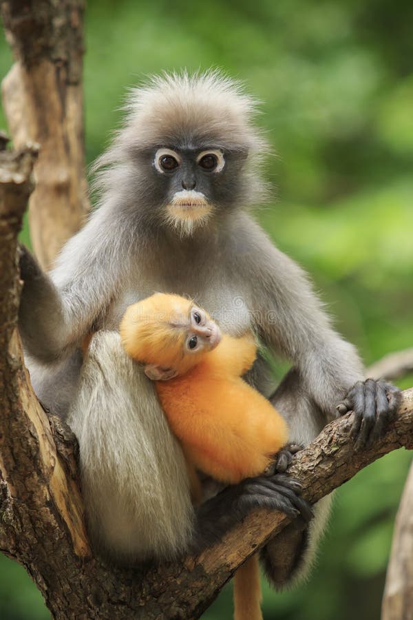 Maternité du singe sombre de feuille, langur sombre dans du sud du tha image libre de droits
