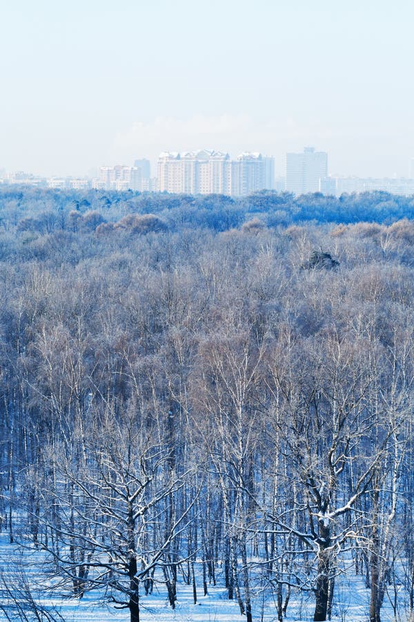 Matin bleu froid au-dessus de parc de ville en hiver images libres de droits Matin bleu froid au-dessus de parc de ville en hiver images libres de droits