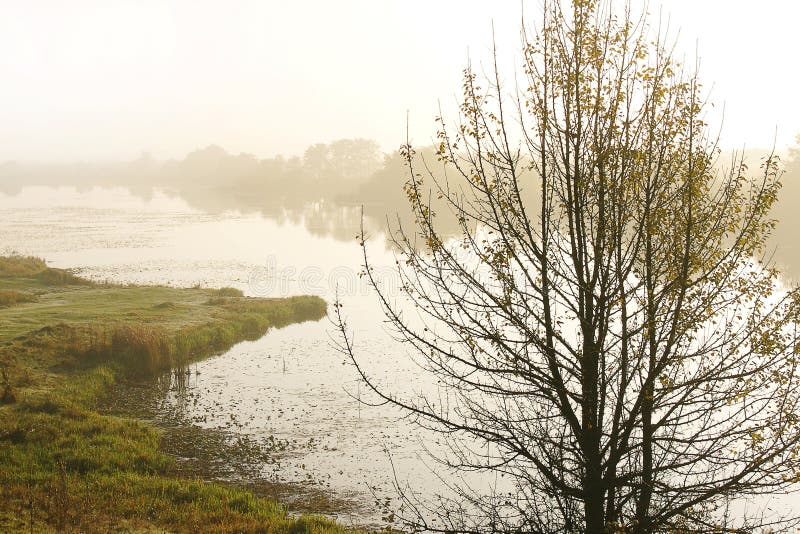 Matin brumeux d'automne au-dessus de la rivière Arbre isolé près du pond_ photo libre de droits Matin brumeux d'automne au-dessus de la rivière Arbre isolé près du pond_ photo libre de droits