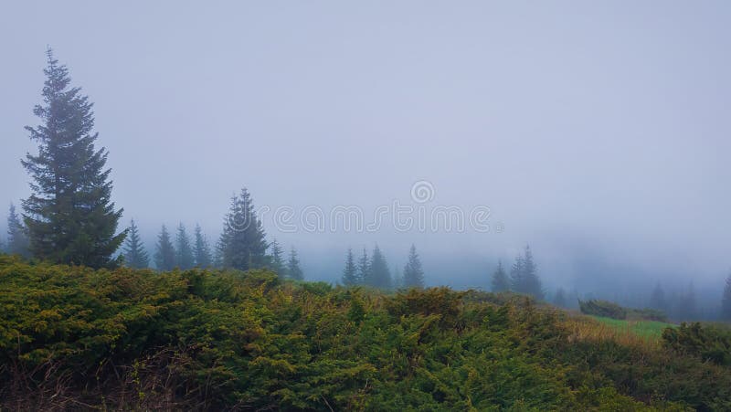 Matin brumeux en montagnes carpathiennes avec la forêt conifére dans la brume Paysage brumeux saisonnier sombre photo libre de droits Matin brumeux en montagnes carpathiennes avec la forêt conifére dans la brume Paysage brumeux saisonnier sombre photo libre de droits