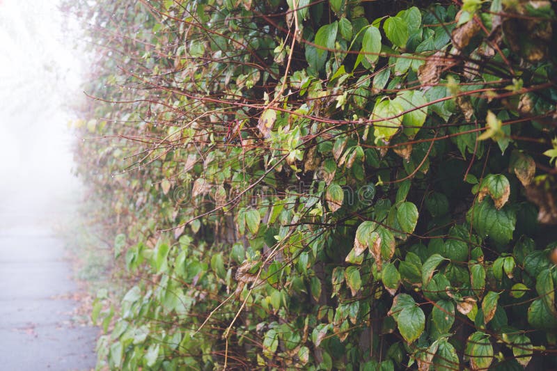 Matin brumeux et pluvieux romantique d'automne photographie stock libre de droits Matin brumeux et pluvieux romantique d'automne photographie stock libre de droits