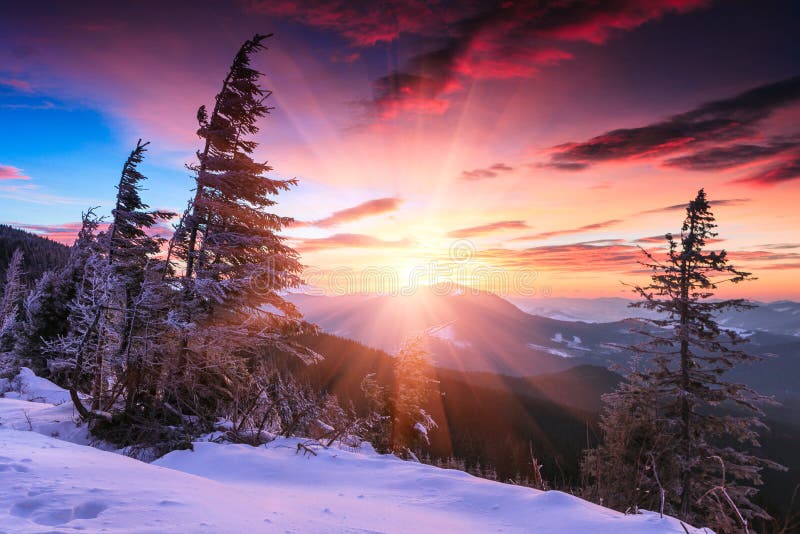 Matin coloré d'hiver dans les montagnes Ciel obscurci excessif Vue des arbres couverts de neige de conifère au lever de soleil Jo