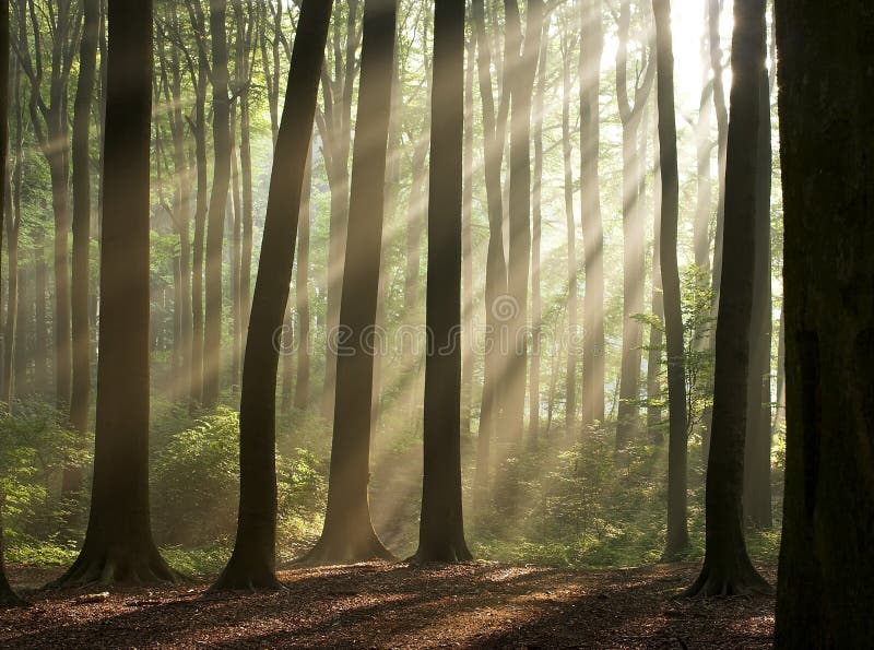 Sun rays crossing a misty forest photographed in an early autumn morning. Horizontal format. Sun rays crossing a misty forest photographed in an early autumn morning. Horizontal format.