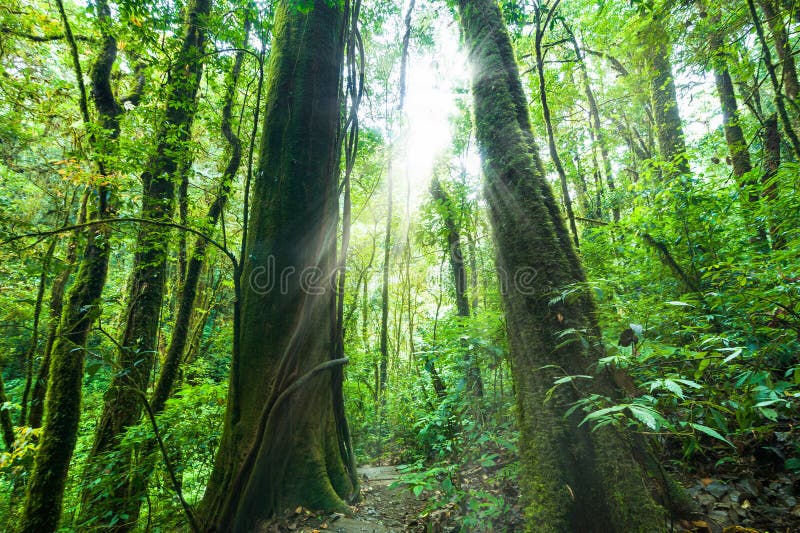 Matin étonnant à la forêt tropicale profonde avec des plantes tropicales photos libres de droits Matin étonnant à la forêt tropicale profonde avec des plantes tropicales photos libres de droits