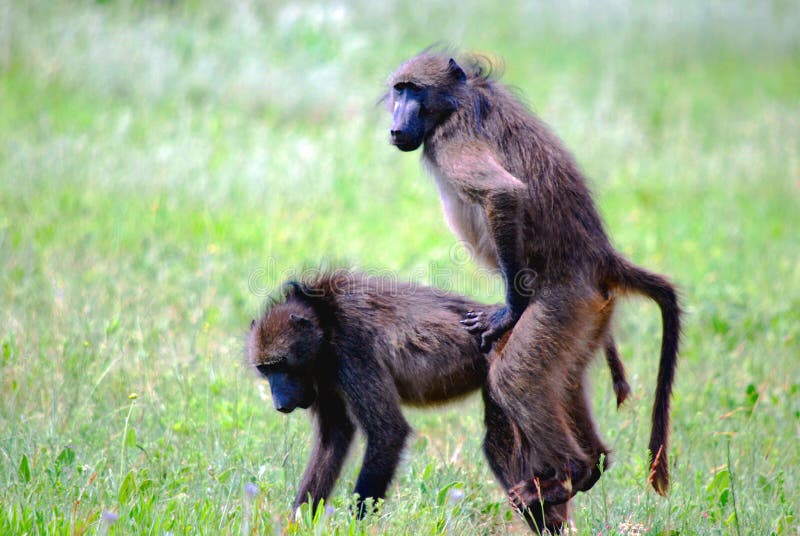 Mating Monkeys Stock Photos - Free & Royalty-Free Stock Photos from Dreamstime Mating Monkeys Stock Photos - Free & Royalty-Free Stock Photos from Dreamstime