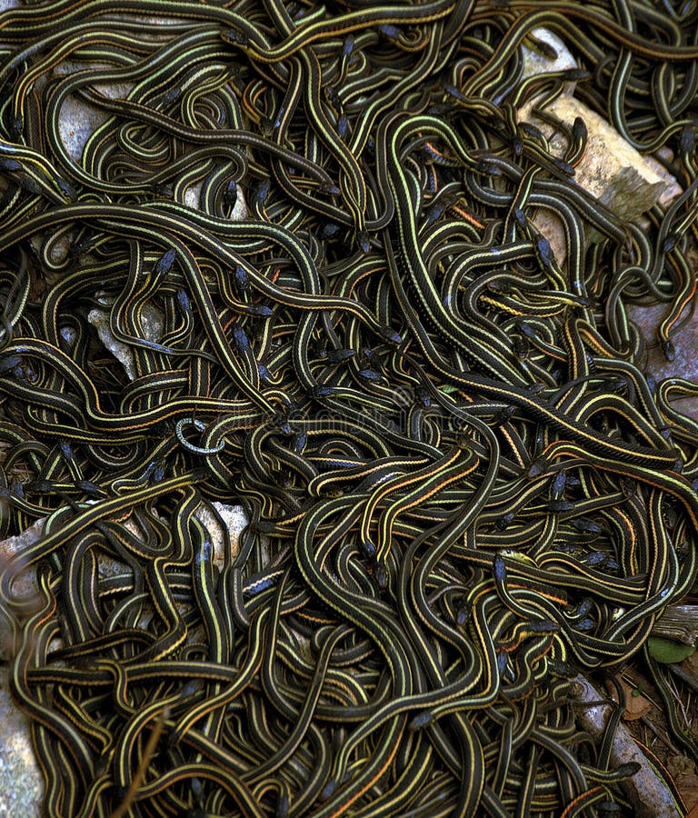 Mating Ball of Garter Snakes royalty free stock photos