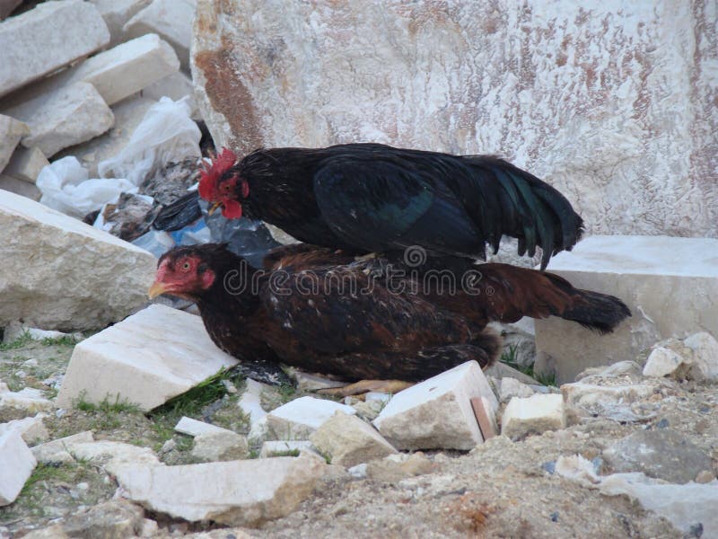 Mating birds. dwarf rooster trying to mate with a fighter chicken