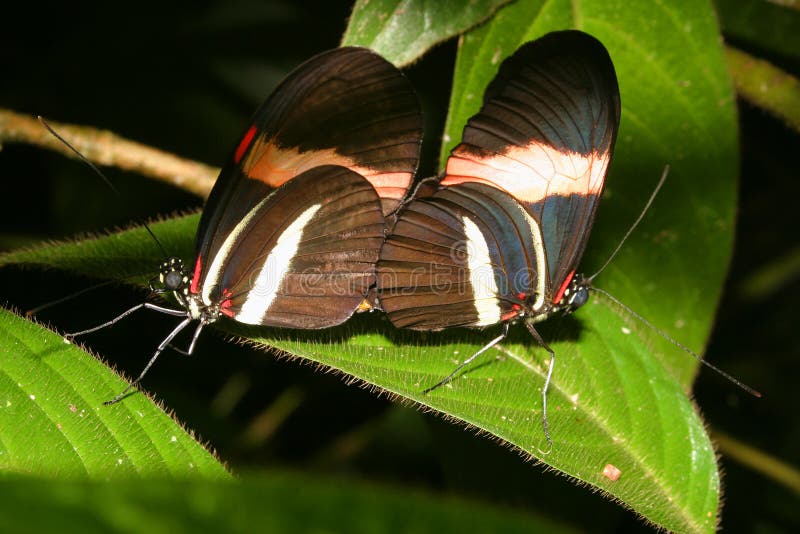 Mating Butterflies