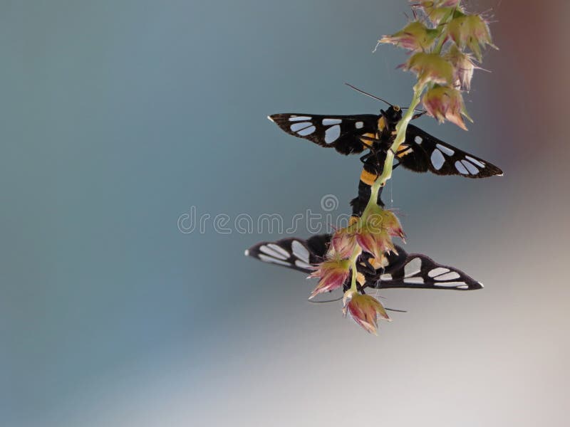 Mating butterflies. stock photo. Image of mating, butterfly 144125856
