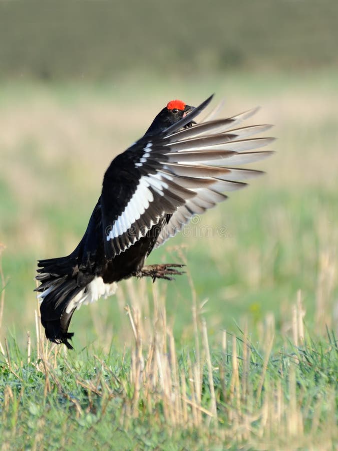 Mating call of flying male Black grouse royalty free stock photos Mating call of flying male Black grouse royalty free stock photos