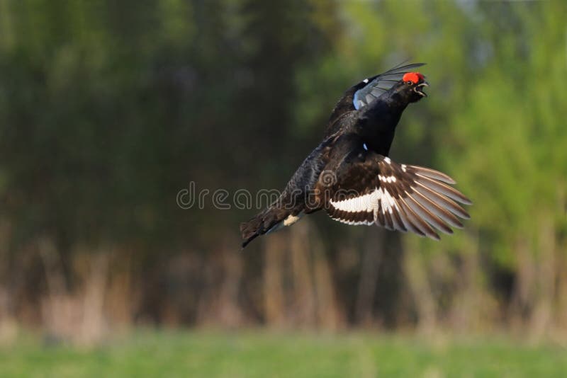 Mating call of flying male Black grouse royalty free stock image Mating call of flying male Black grouse royalty free stock image