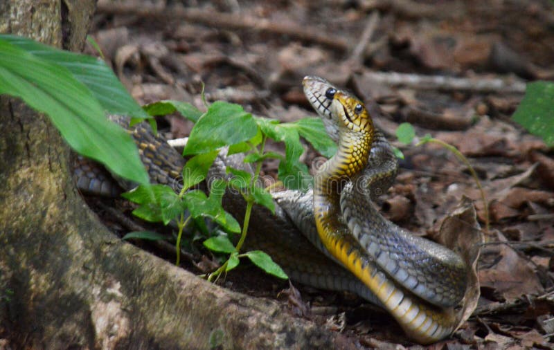 Mating rat snakes stock image Mating rat snakes stock image
