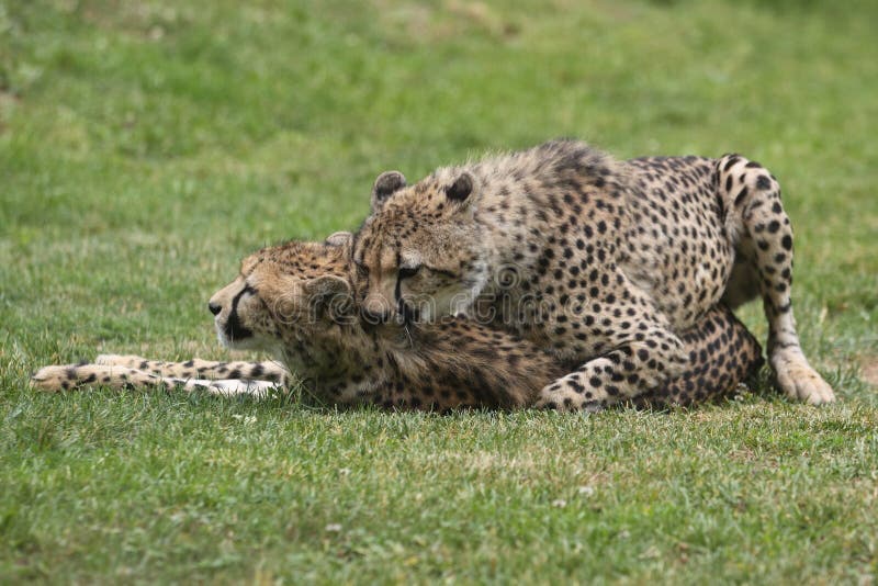 Mating cheetahs stock image. Image of wild, predator - 19960263 Mating cheetahs stock image. Image of wild, predator - 19960263