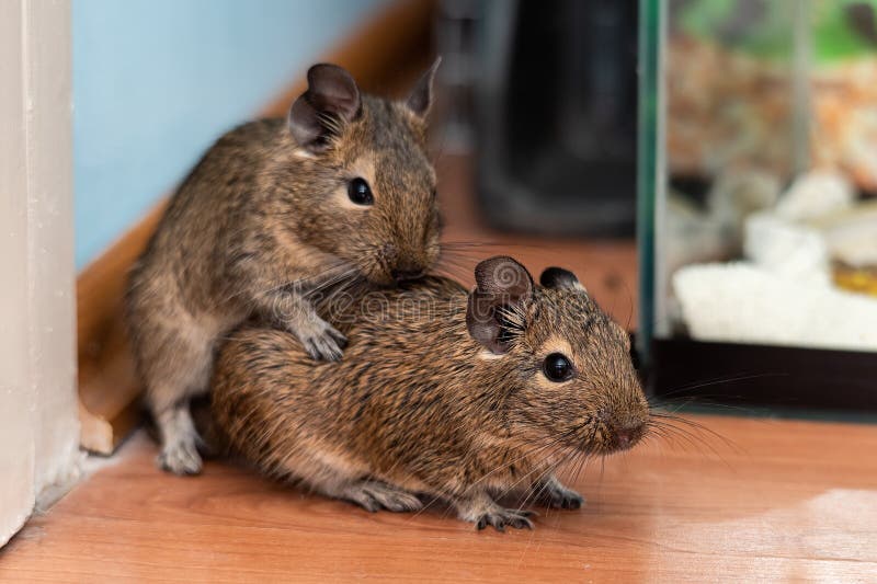 Mating of Common Degu. Exotic Animal for Domestic Life Stock Photo - Image  of domestic, funny: 210979688