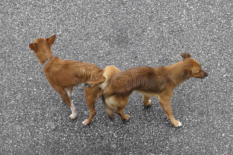 Mating Dogs stock image. Image of canine, nature, background - 46914215
