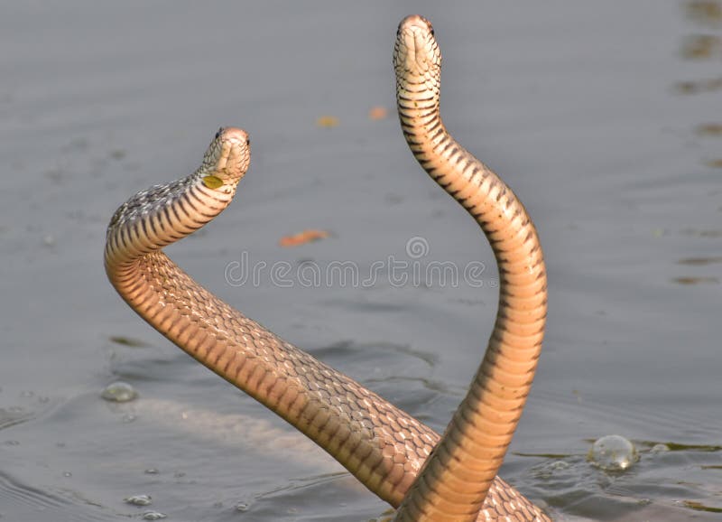 Mating duel stock photos Mating duel stock photos