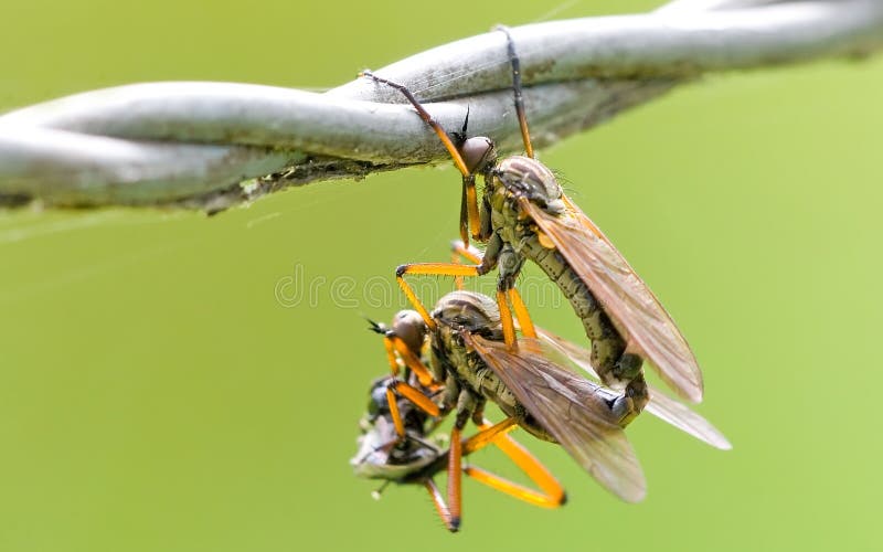 Mating fly - roman style