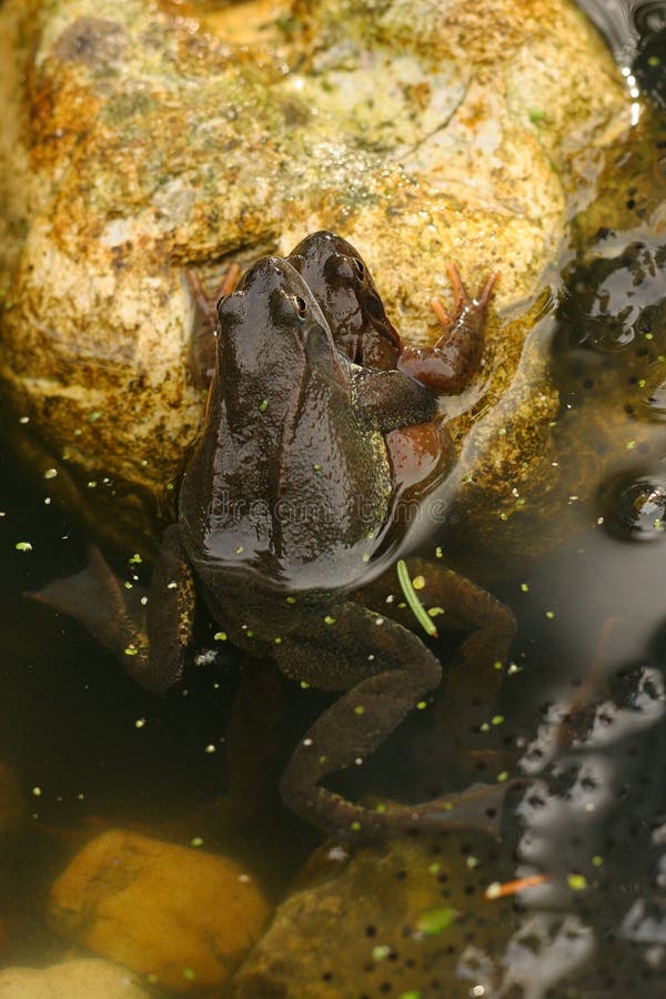 Mating frogs in the water stock photo. Image of water 18499680